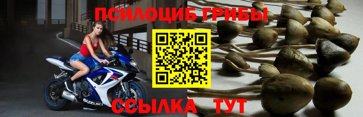 Псилоцибиновые грибы Cubensis Красный Сулин